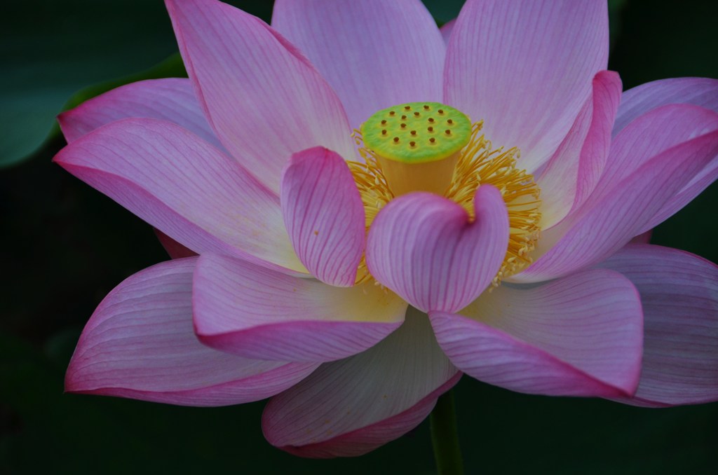 花開く