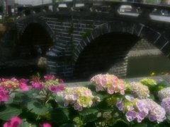 紫陽花と眼鏡橋