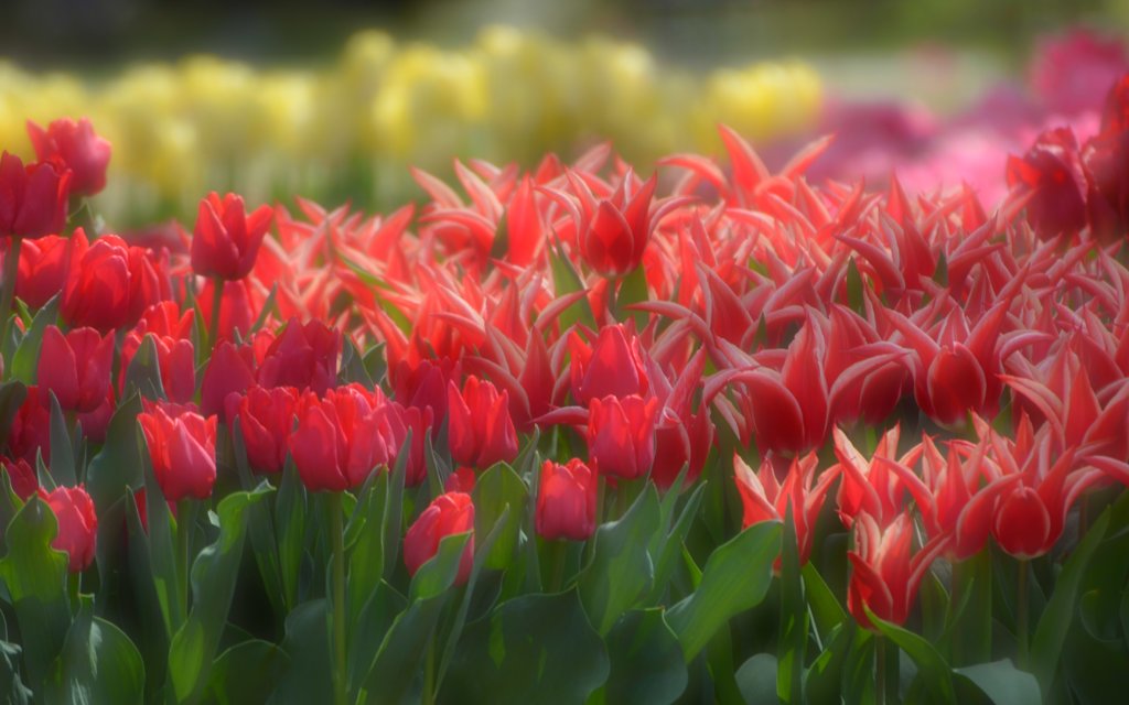 Romantic tulip !!