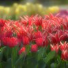 Romantic tulip !!