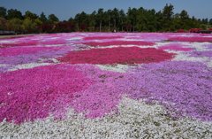 芝桜の絨毯ヴィヴィッド！！