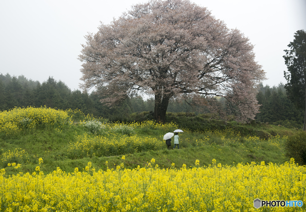 馬場の山桜-お花見