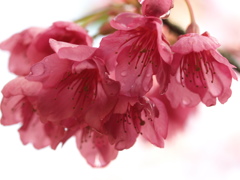 雨の日の緋寒桜