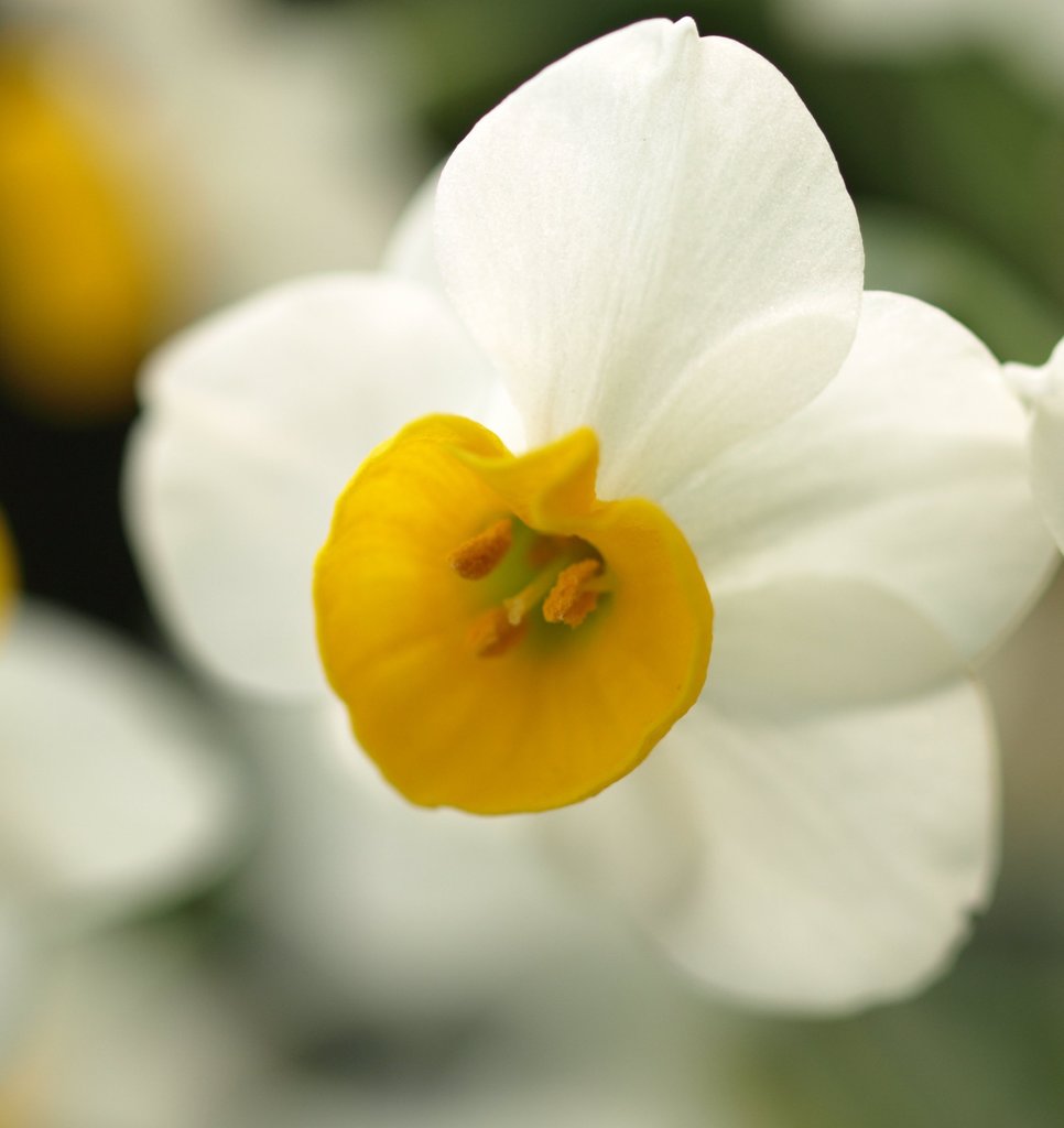 水仙の花