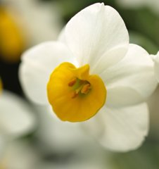 水仙の花