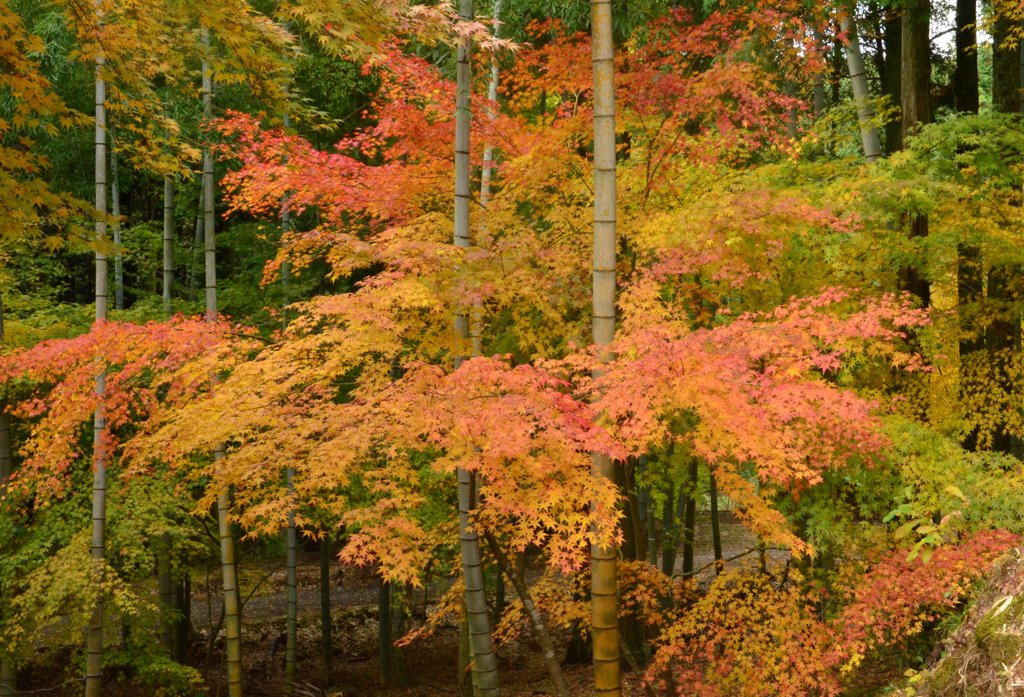 竹林と紅葉