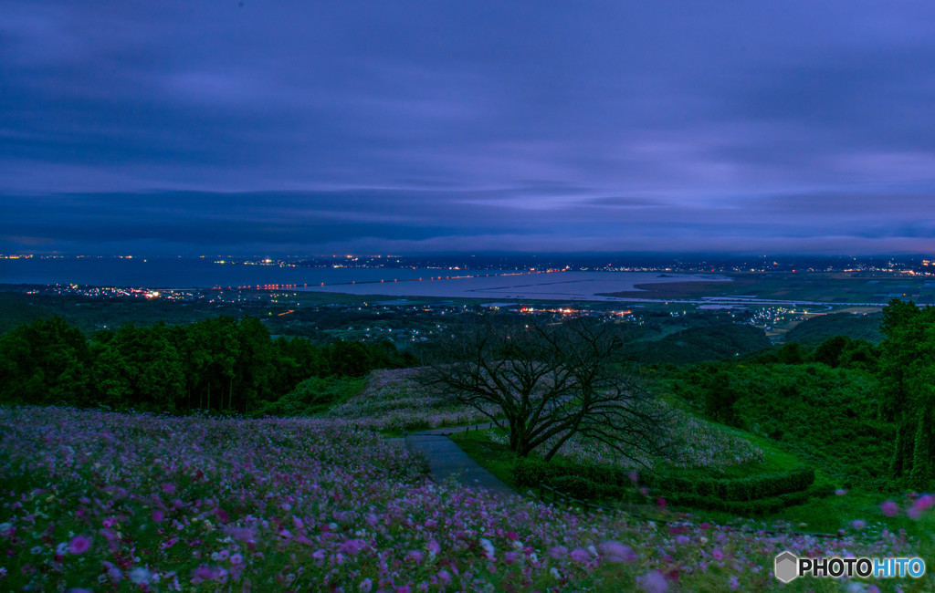 夜明けの花園