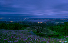 夜明けの花園