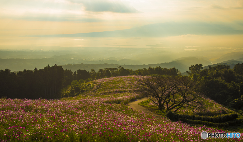 高原の秋桜の花園