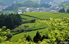 茶畑のある風景