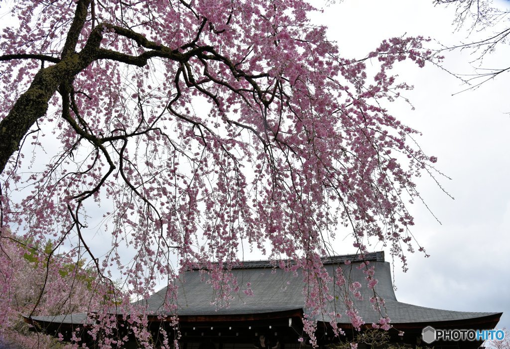 天龍寺　枝垂れ桜　②