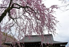 天龍寺　枝垂れ桜　②