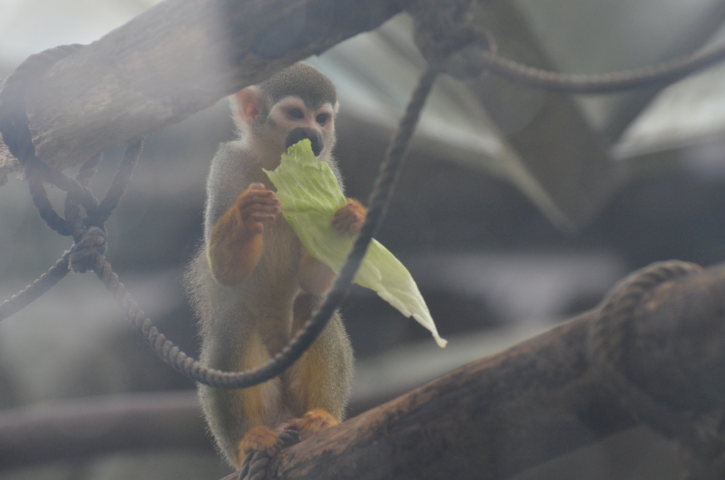 只今お食事中につき・・