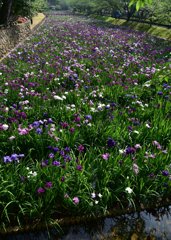 花菖蒲の園