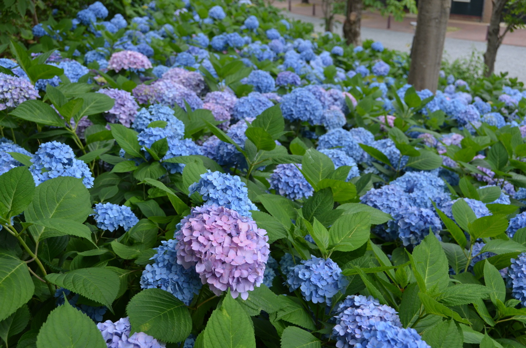 紫陽花の花園