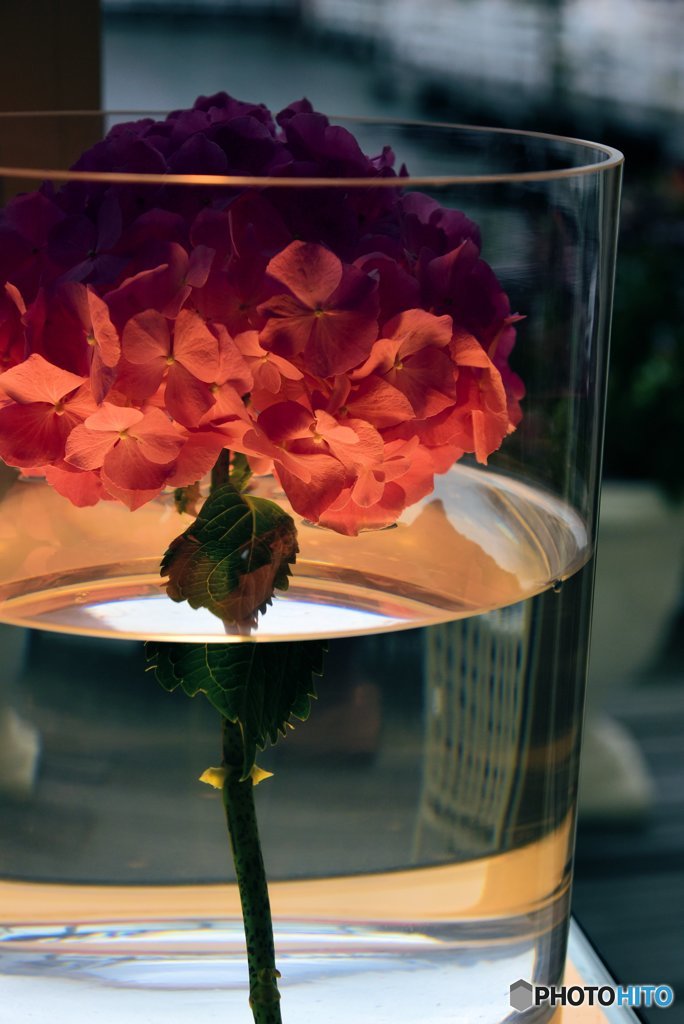 Hydrangea in the glass