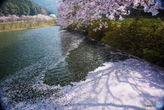 桜散る川