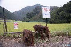 一線超えてません・・