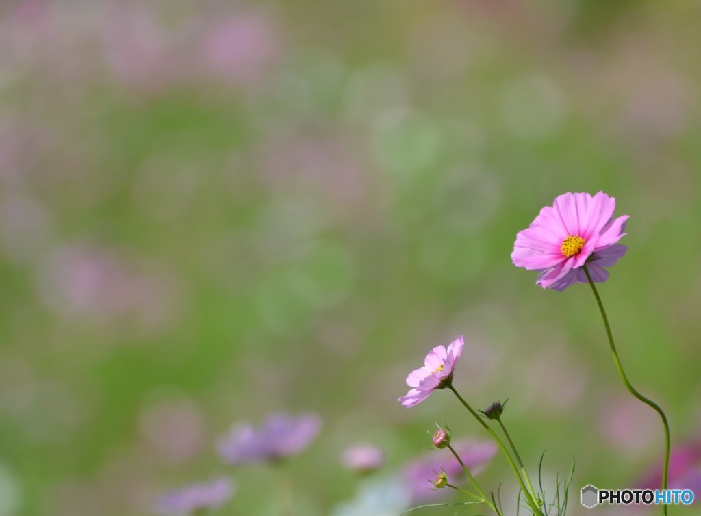 秋桜