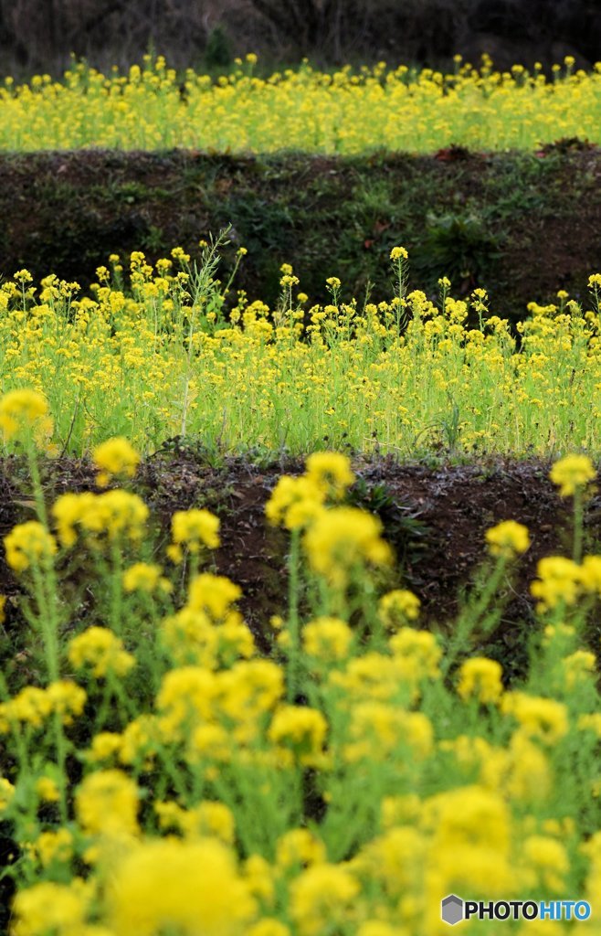 菜の花