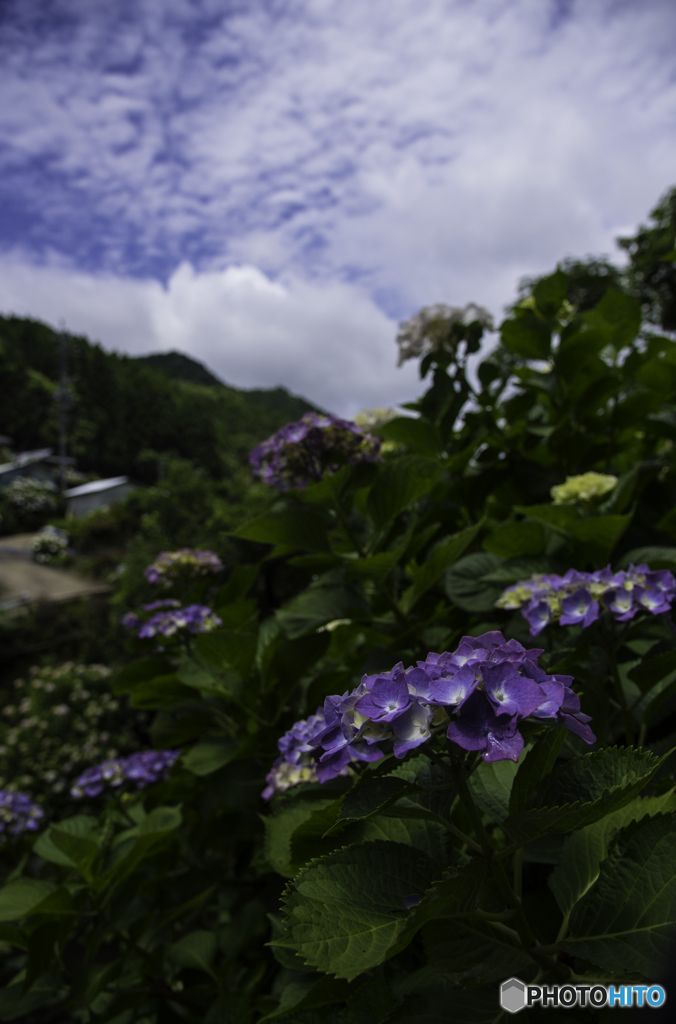 雨上がりの紫陽花