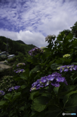 雨上がりの紫陽花