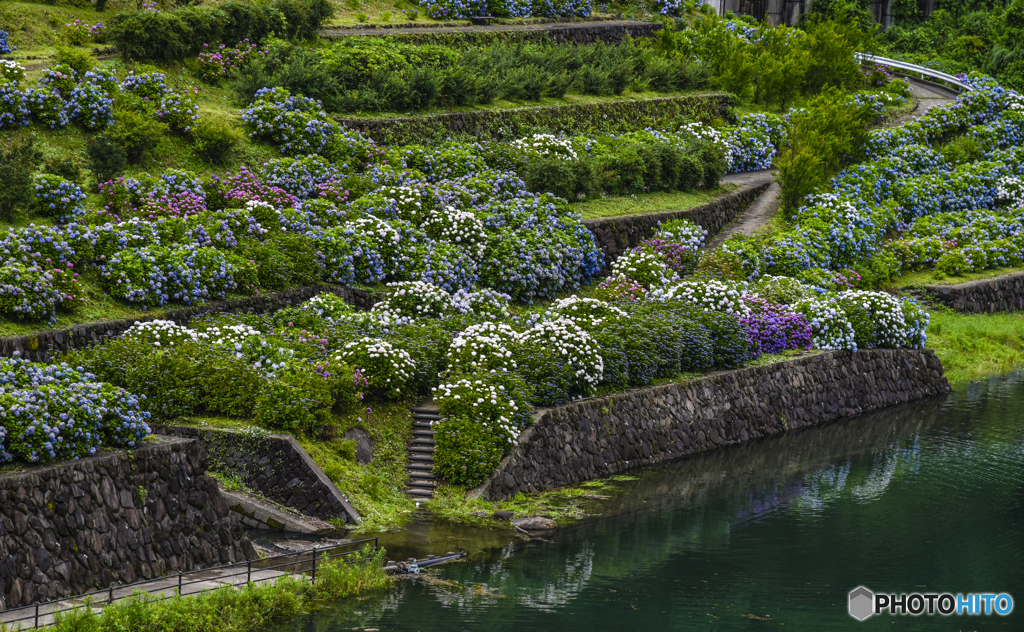 中木庭ダム紫陽花