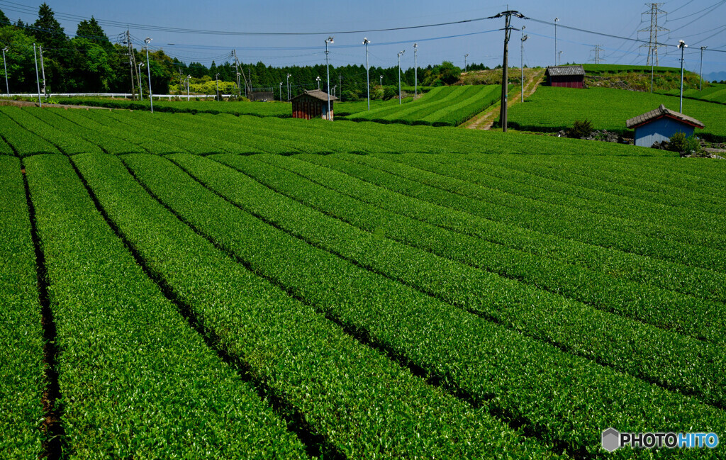 新茶の季節