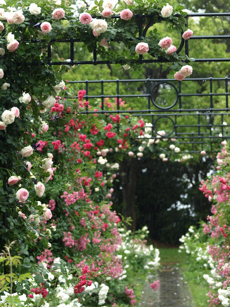 雨の薔薇の園