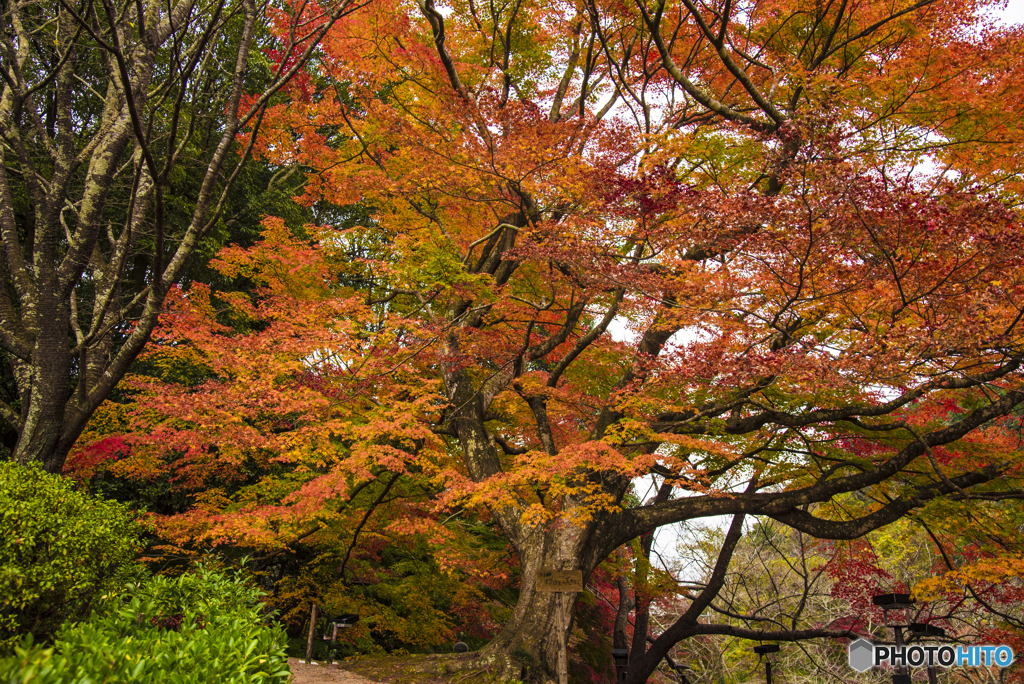 御船山の紅葉(大もみじ)