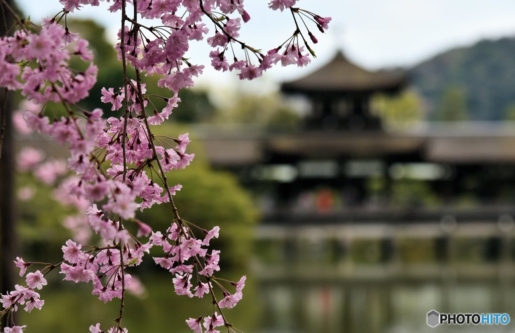 平安神宮の枝垂れ桜