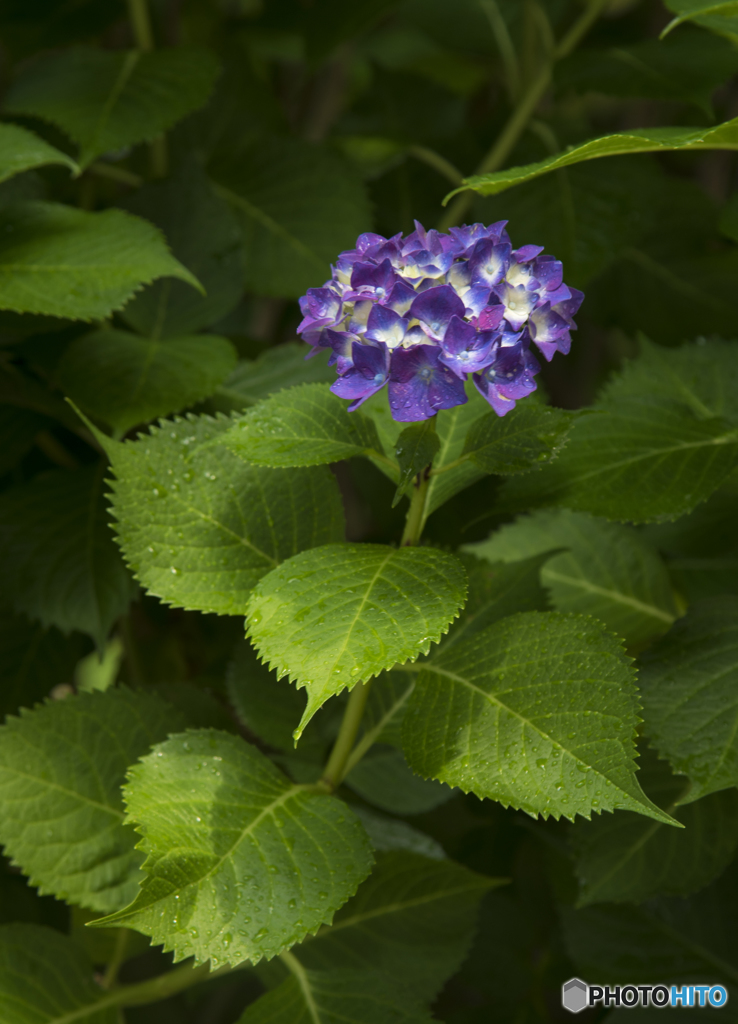 紫陽花一輪