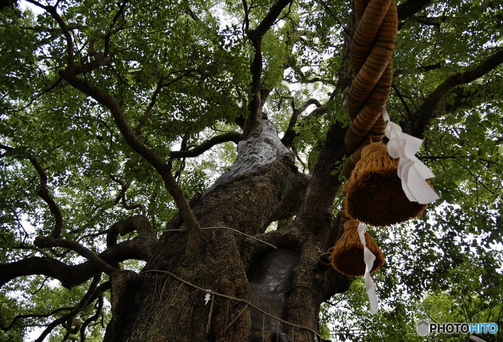 被爆クスノキ（横）