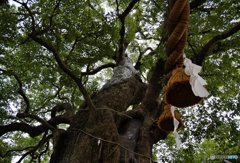 被爆クスノキ（横）
