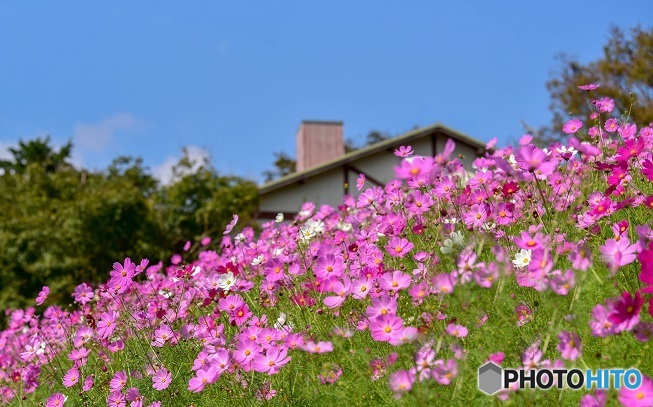 農園の秋桜