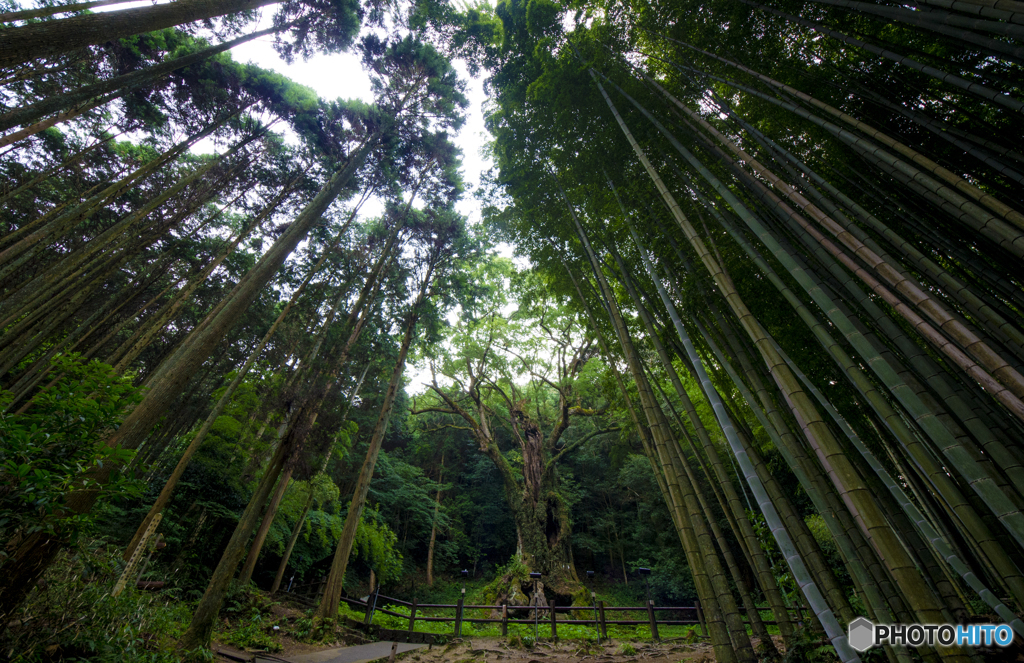 武雄の大楠
