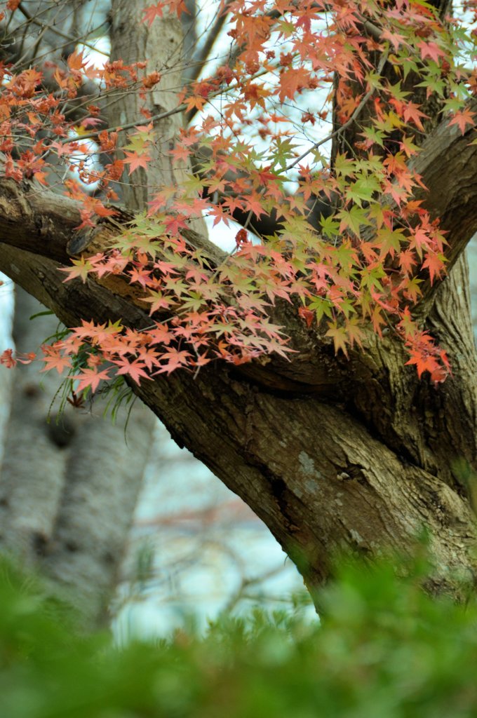 紅葉樹