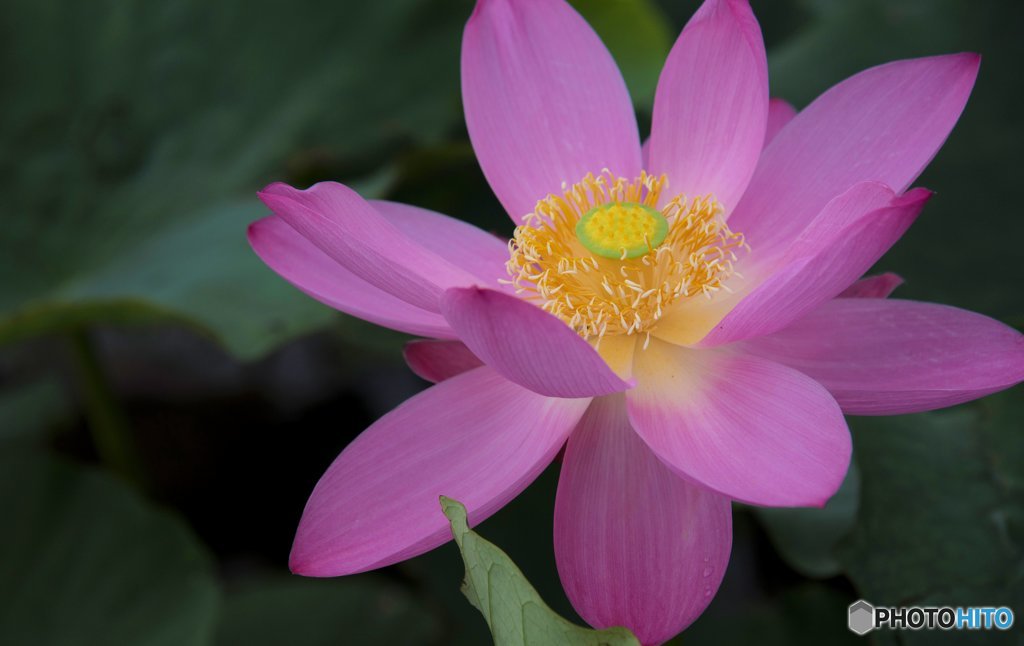 花開く
