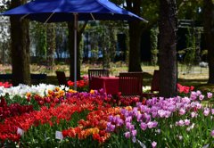 Garden of the tulip !!