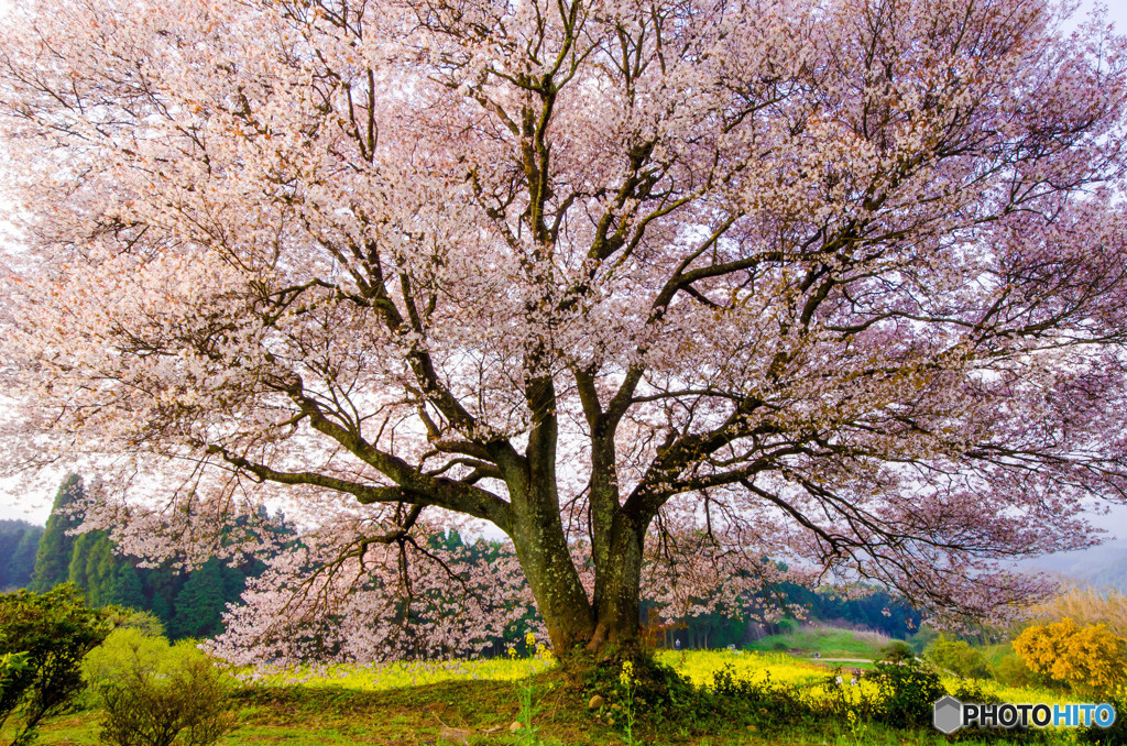 大きな山桜