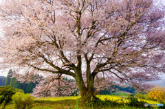 大きな山桜