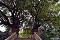 山王神社のクスノキ