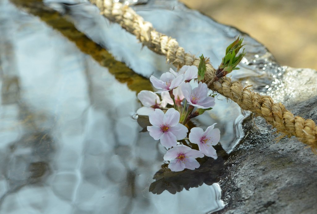 お清めの桜花