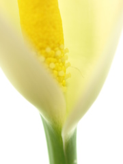 カラーの花