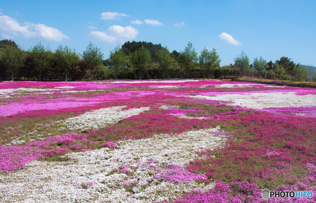 芝桜の絨毯