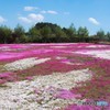 芝桜の絨毯