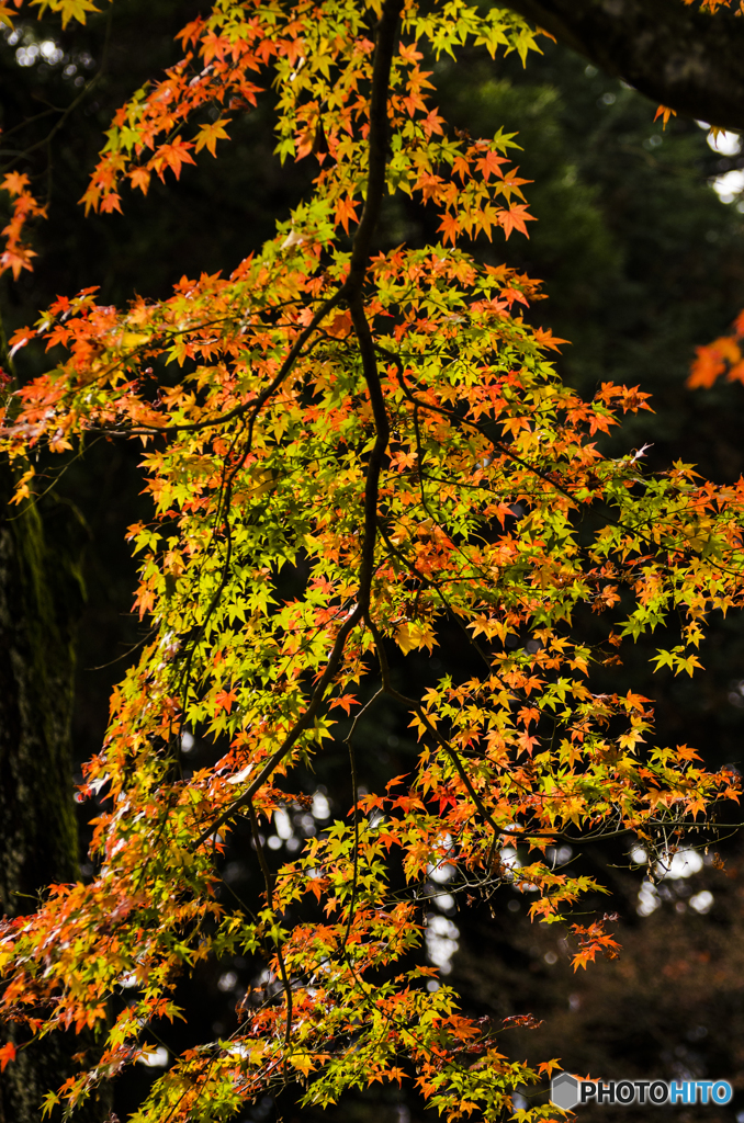 いろは紅葉