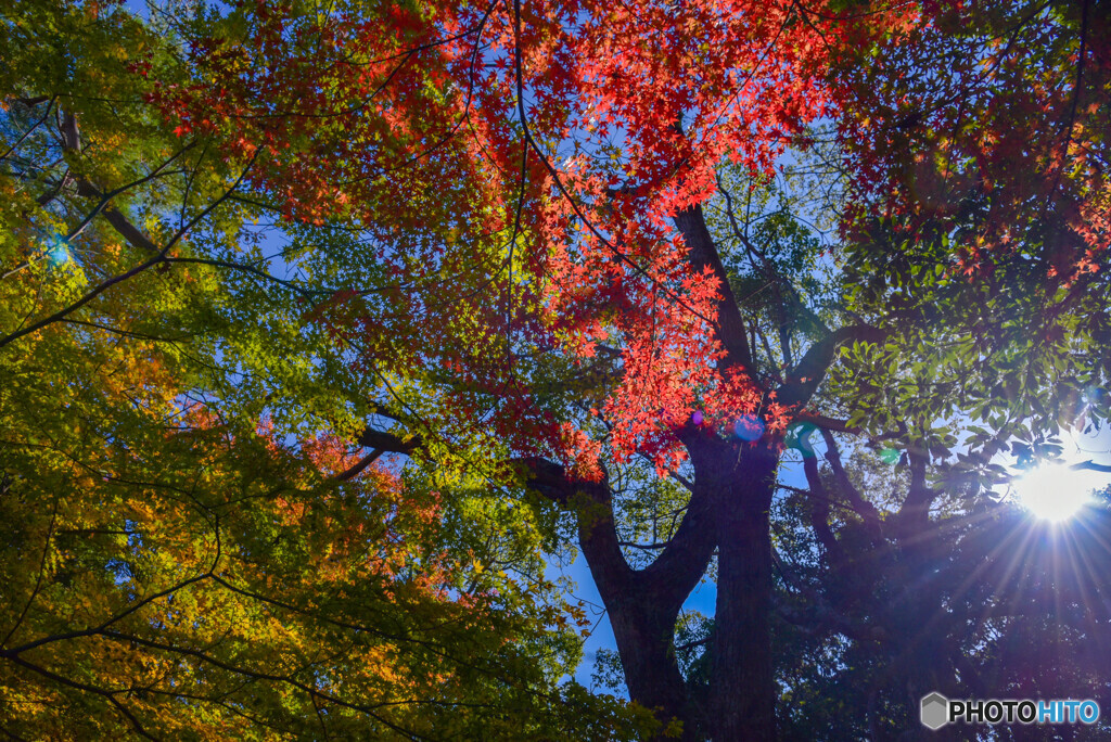 紅葉散歩