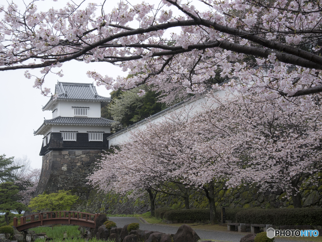 桜満開の大村公園