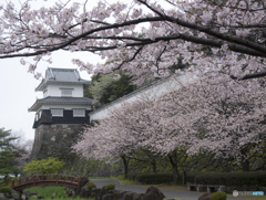 桜満開の大村公園